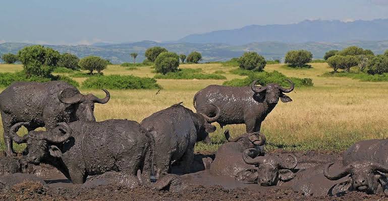 Uganda Mid-Range Safari in Queen Elizabeth